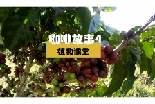 咖啡故事4-植物课堂