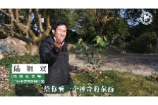 菩提树的“小尾巴”有点意思