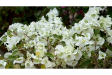 花非花知多少——三角梅