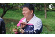 红花酢浆草—小时候常吃的小野花