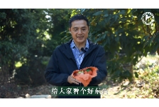 红木—一种古老的染料植物