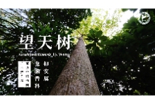 热带雨林标志性物种——望天树