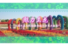 魅力兰花-纤弱兰草为何能跻身成为世界大家族