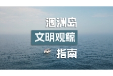 涠洲岛文明观鲸指南