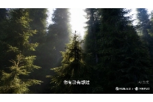 植物生长的 “智慧抉择”：顶端优势