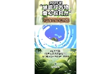 凤凰木自然观察报告