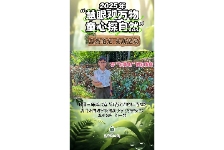 穿“红背心”的红背桂