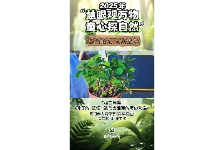 叶子的“记忆”;我与含羞草的奇妙对话