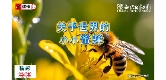 关乎世界的小小蜜蜂