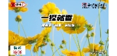  一捏就香——那些会“喷香”的植物
