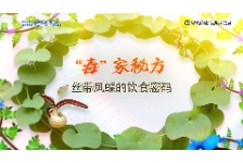 “毒”家秘方——丝带凤蝶的饮食密码